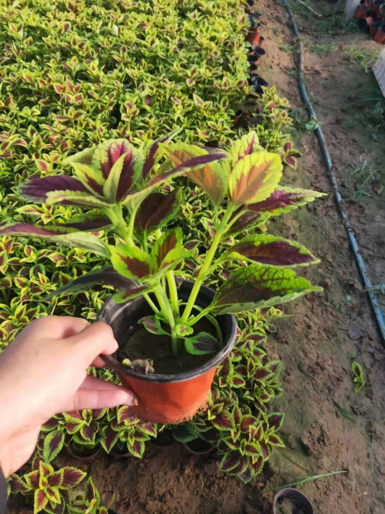金边彩叶草价格金边彩叶草种植基地彩叶草