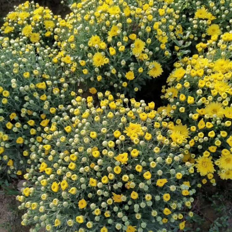 国庆菊供应价格山东国庆菊价格弘达国庆菊