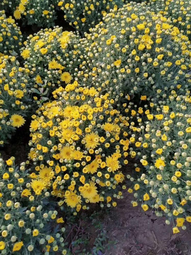 租摆草花国庆菊基地直销