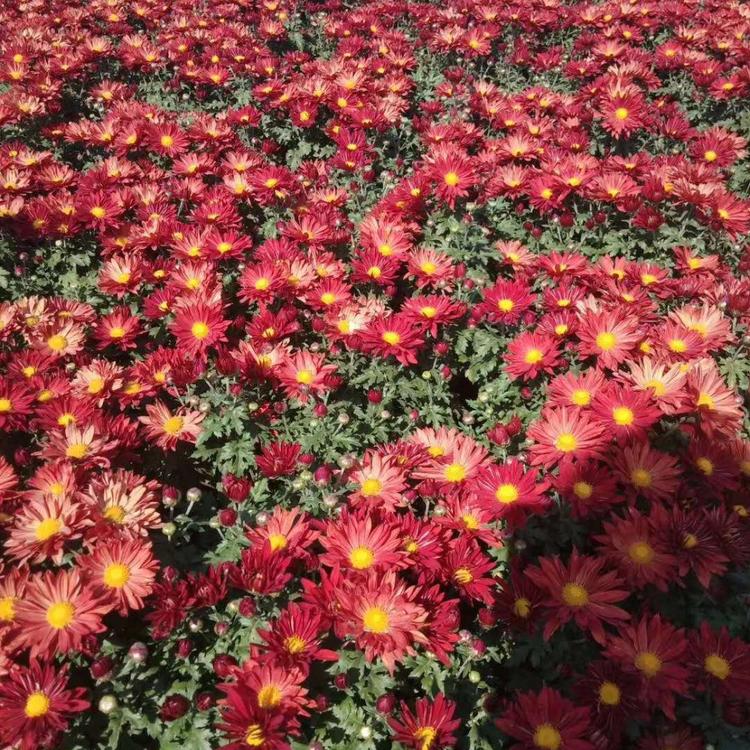 黄花国庆菊价格国庆菊供应商弘达国庆菊