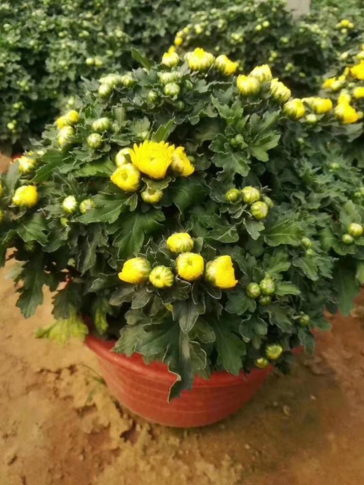 国庆菊国庆菊批发商弘达国庆菊