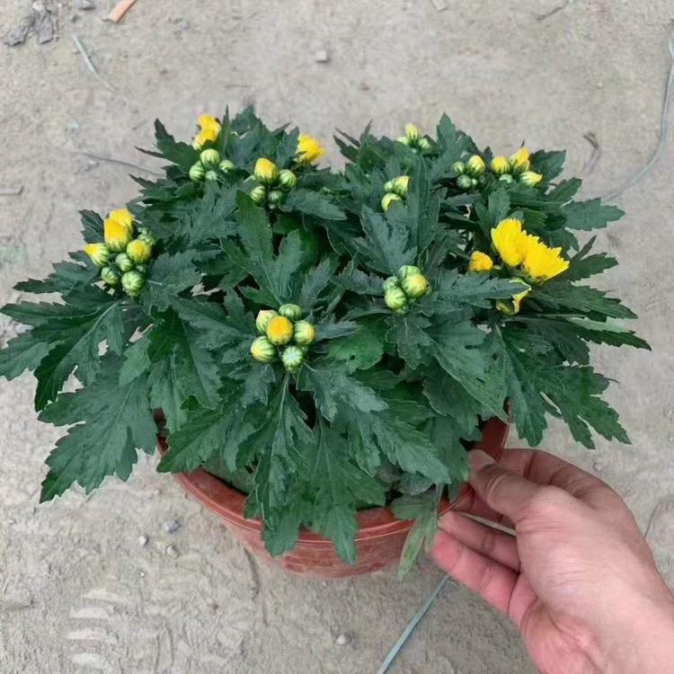 出售绿化国庆菊国庆菊批发商弘达国庆菊