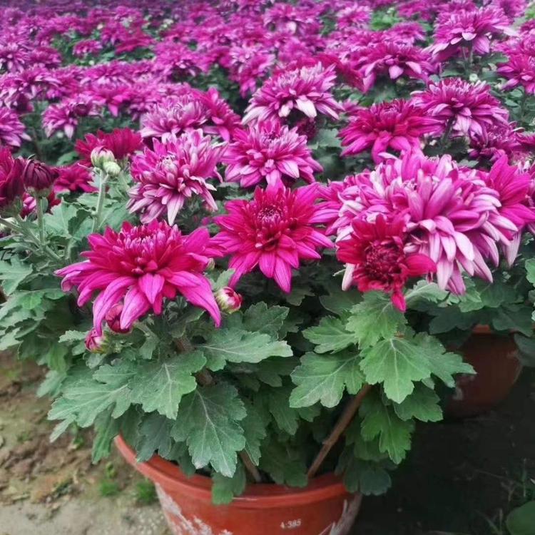 十月一租摆草花国庆菊国庆菊批发价格弘达国庆菊