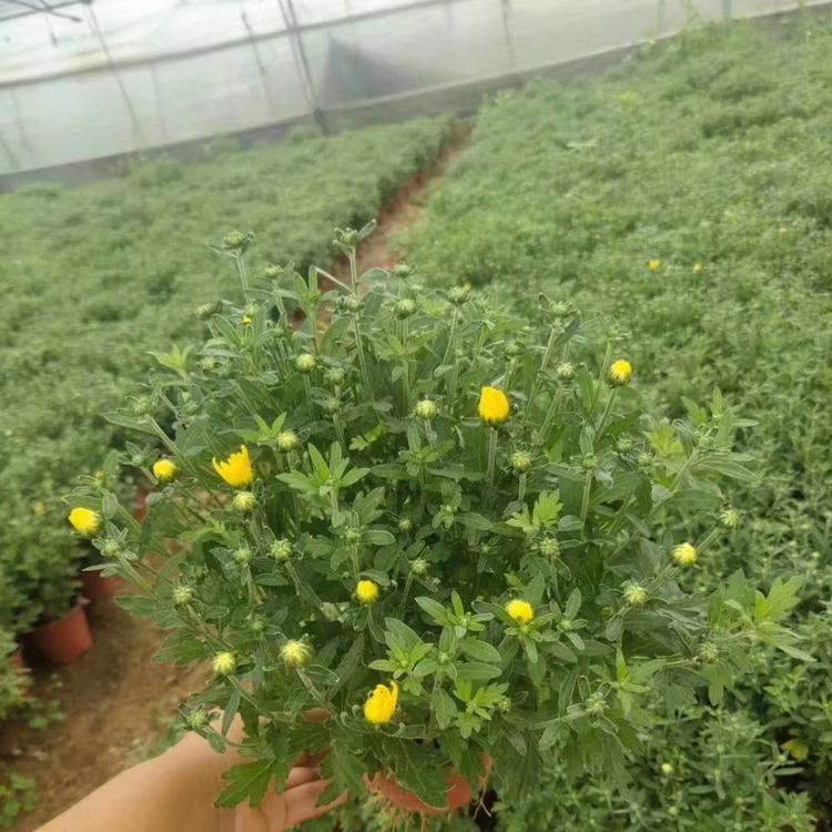 国庆菊供应价格黄花国庆菊价格如何弘达国庆菊