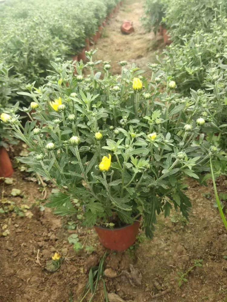 出售绿化国庆菊山东国庆菊价格如何弘达国庆菊