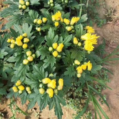 国庆菊 盆栽国庆菊 租摆国庆菊盆栽 青州基地直供