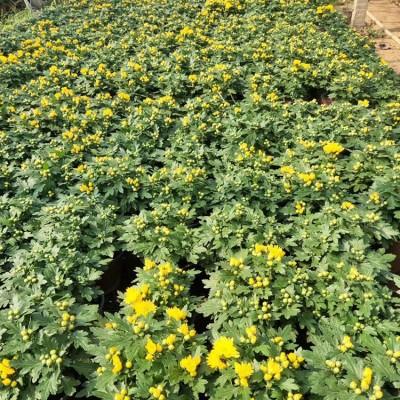 预定国庆菊-欢迎致电映雪花卉 国庆菊批发