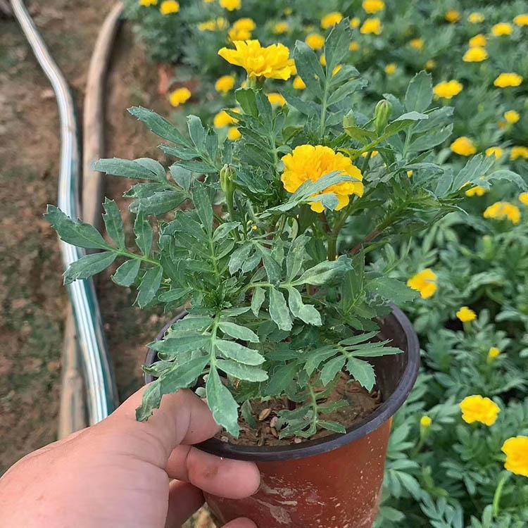 孔雀草 孔雀草供货商 孔雀草供应