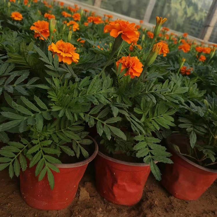 孔雀草 孔雀草种植基地 孔雀草供应