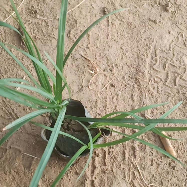 基地优惠直发 麦冬草 麦冬草批发商