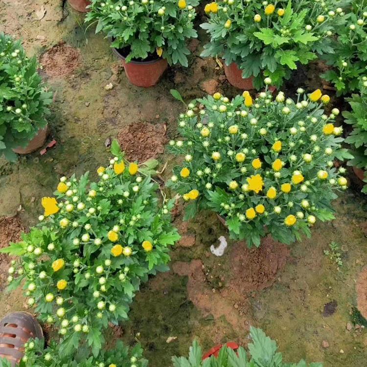 花型好千头菊 千头菊价格 千头菊
