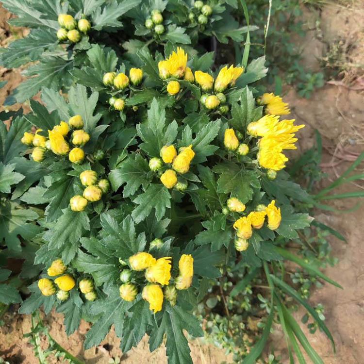 国庆菊 青州菊花供应 千头菊培育基地 出售千头菊