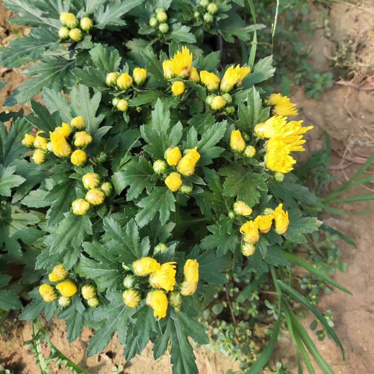 好成活千头菊 千头菊供应基地 出售千头菊
