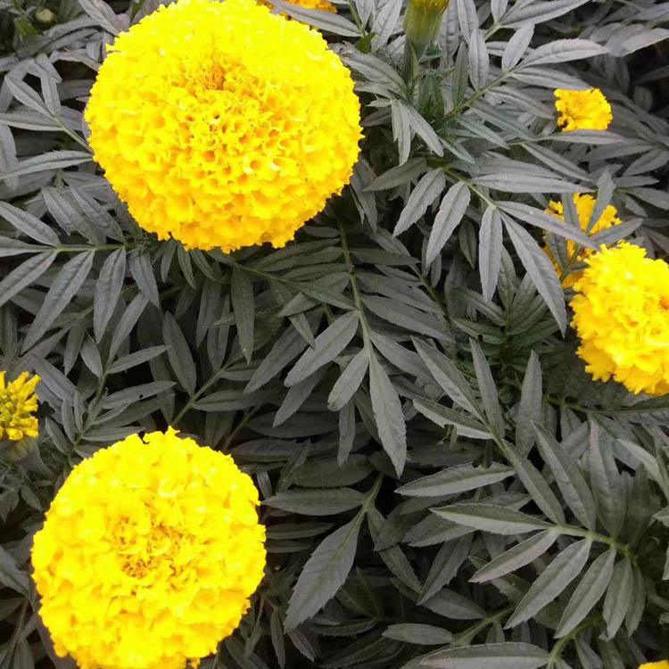 万寿菊花苗 万寿菊批发基地 批发万寿菊