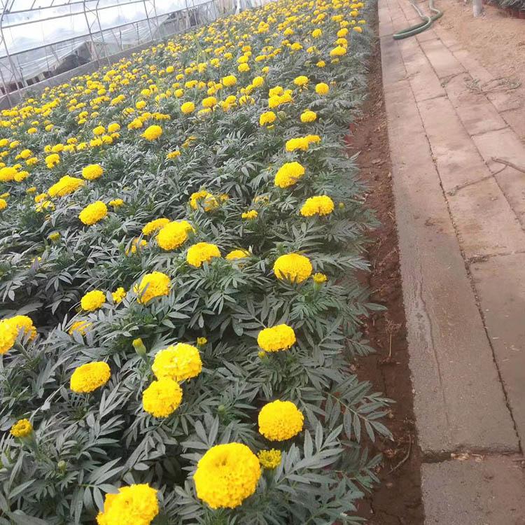 租摆用万寿菊 万寿菊价格 欢迎预定万寿菊