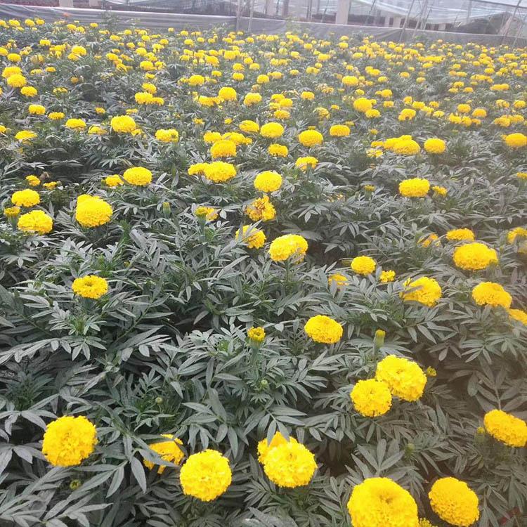 万寿菊盆栽 万寿菊基地 欢迎预定万寿菊