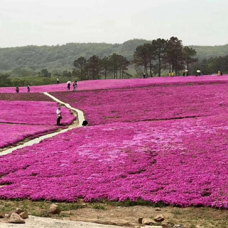 芝樱花花苗基地供应 花海景观工程施工