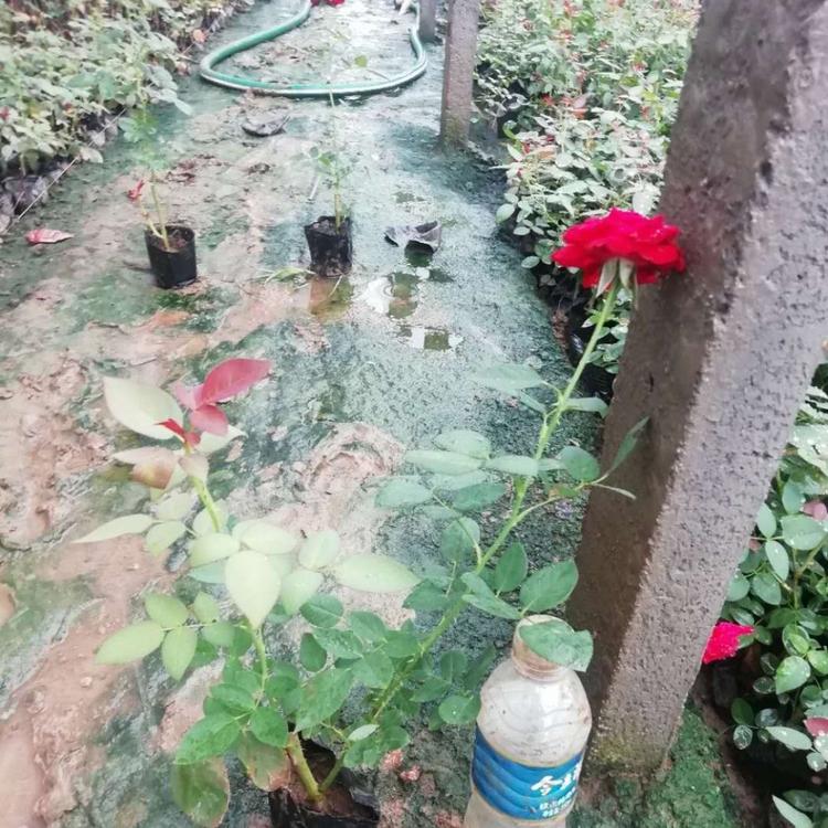 草花地被大花月季 大花月季价格 启景花卉供应大花月季
