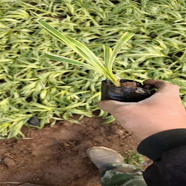 金边麦冬种植基地 金边麦冬报价