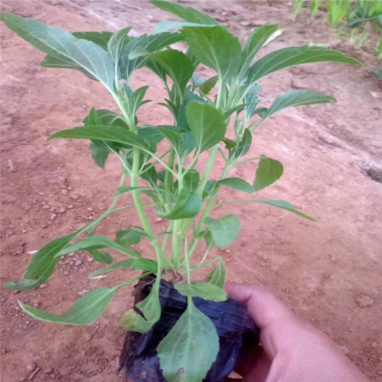 蓝花鼠尾草大量出售  蓝花鼠尾草批发报价