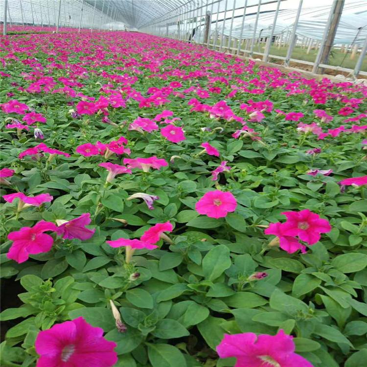 红蓝精品牵牛花大量出售 牵牛花小苗批发报价
