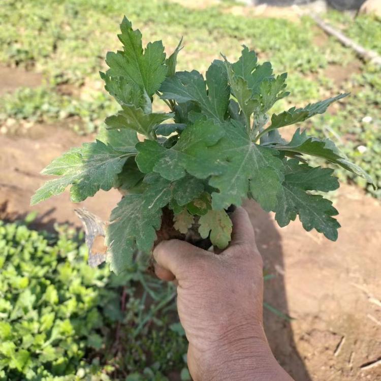 山东千头菊种植基地 青州千头菊报价