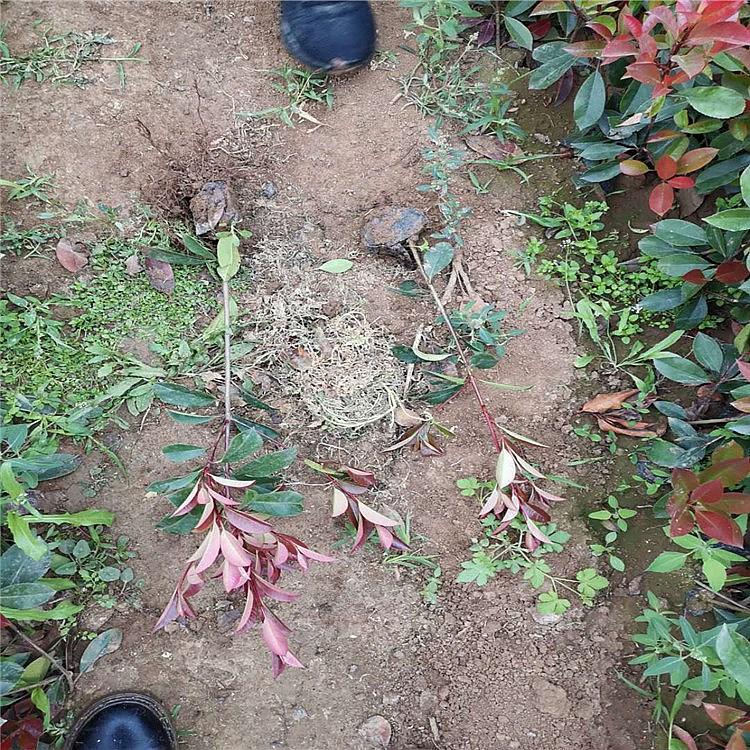 启景花卉出售红叶石楠  红叶石楠 绿化苗木红叶石楠杯苗