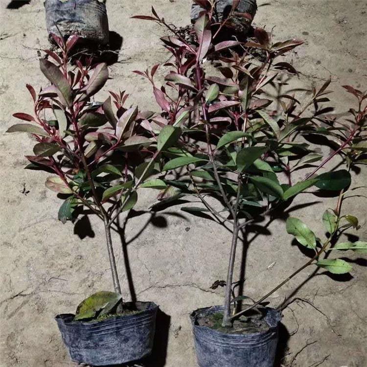 大量出售红叶石楠  红叶石楠 绿化苗木红叶石楠杯苗
