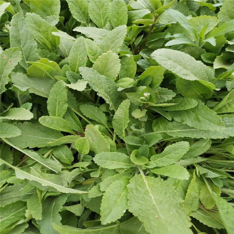 鼠尾草供应商  鼠尾草价格 园林花海鼠尾草小苗