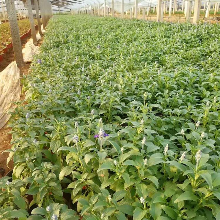 宿根鼠尾草供应商 草花鼠尾草价格 园林花海鼠尾草小苗