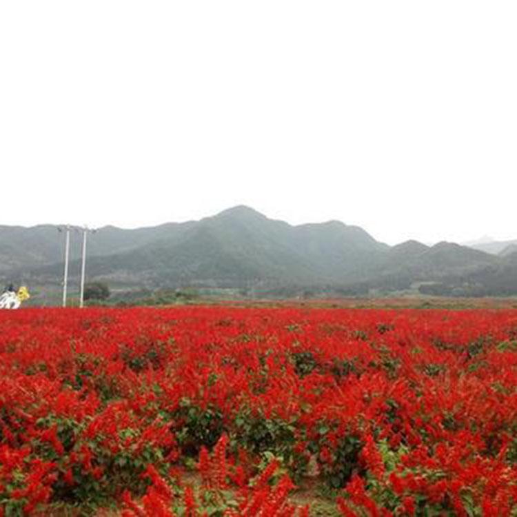 一串红  一串红报价 花农自营  价格优惠