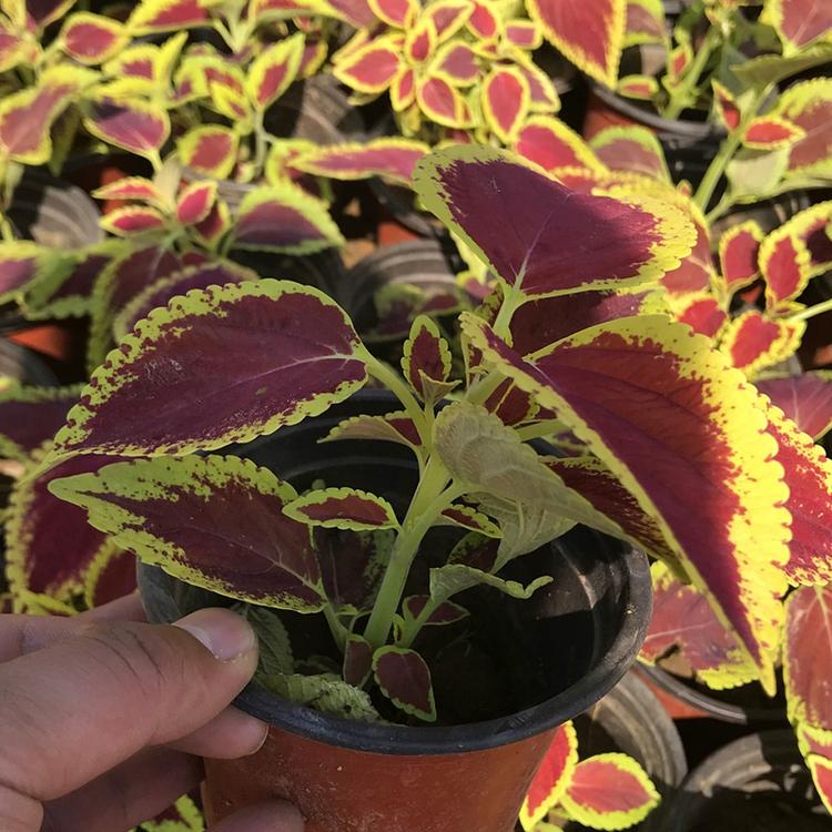 山东彩叶草 青州彩叶草种植基地 地邦彩叶草供应商