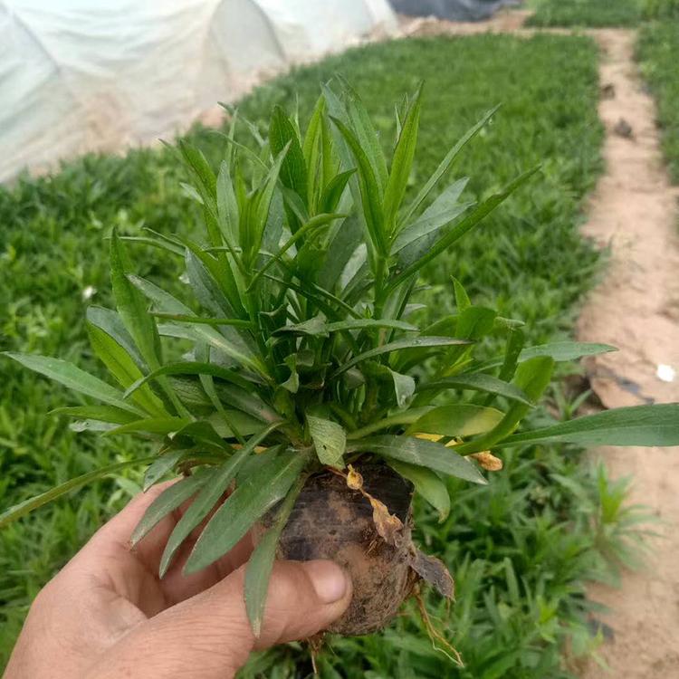 工程美化用荷兰菊  荷兰菊价格  量大优惠