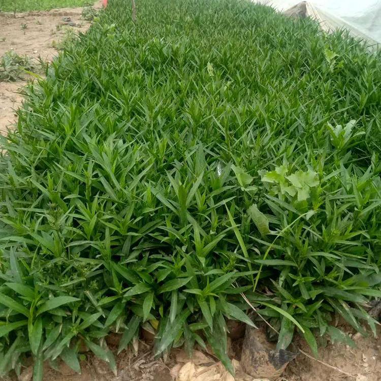 花卉摆租荷兰菊  荷兰菊供应  价格优惠