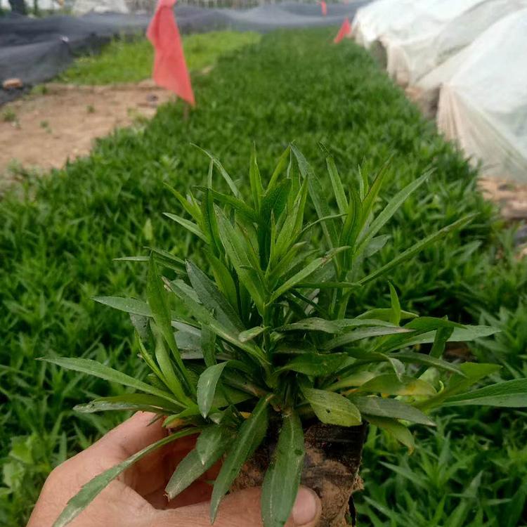 泳拳出售荷兰菊  荷兰菊报价  价格优惠