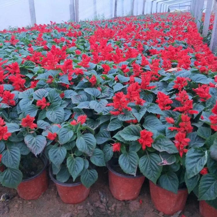 花坛布景植物 一串红价格 地邦 一串红 花海苗