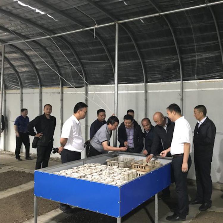 鸡枞菌养殖基地 人工种植黑皮鸡枞菌 鸡枞菌产地直销