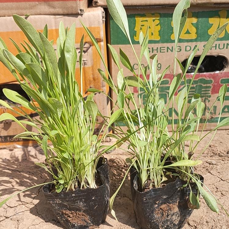开花漂亮——金鸡菊 山东观赏用金鸡菊 泽鑫花卉苗木