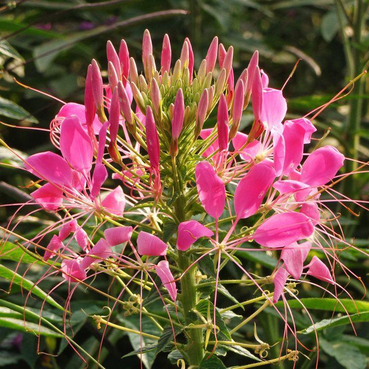 花海景观醉蝶花  醉蝶花价格  批发商报价价格优惠