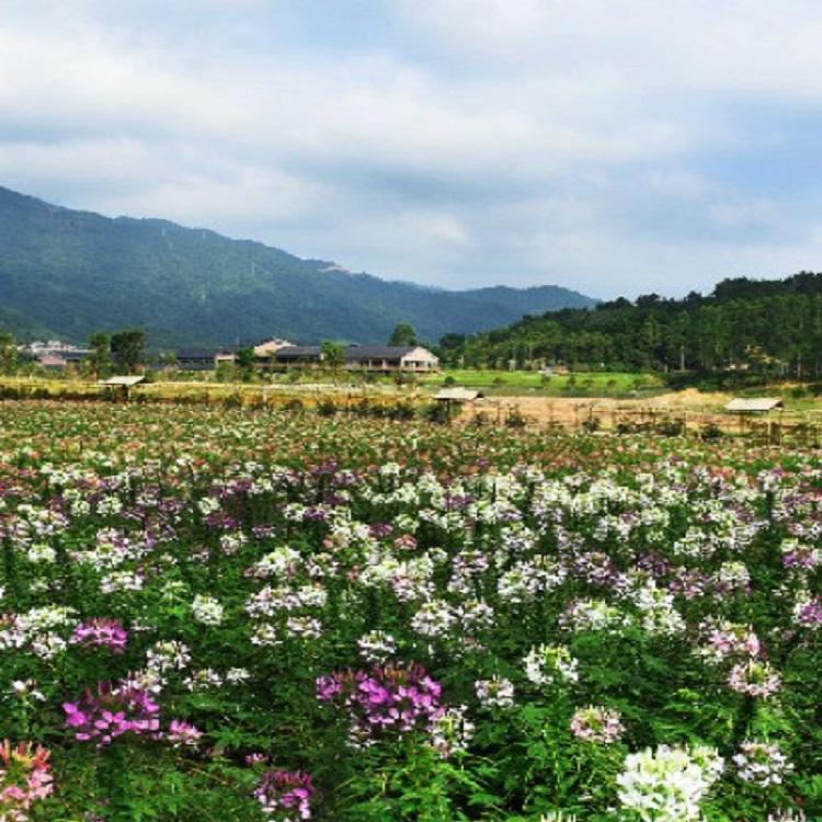 静竹花卉直供醉蝶花  醉蝶花种植基地  批发商报价价格优惠