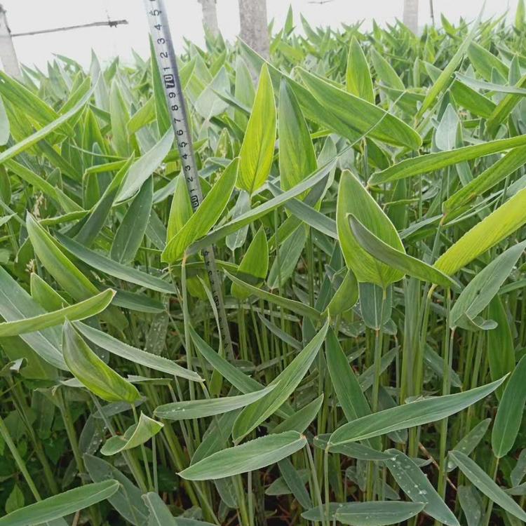 水生植物再力花  再力花种植基地  基地直发