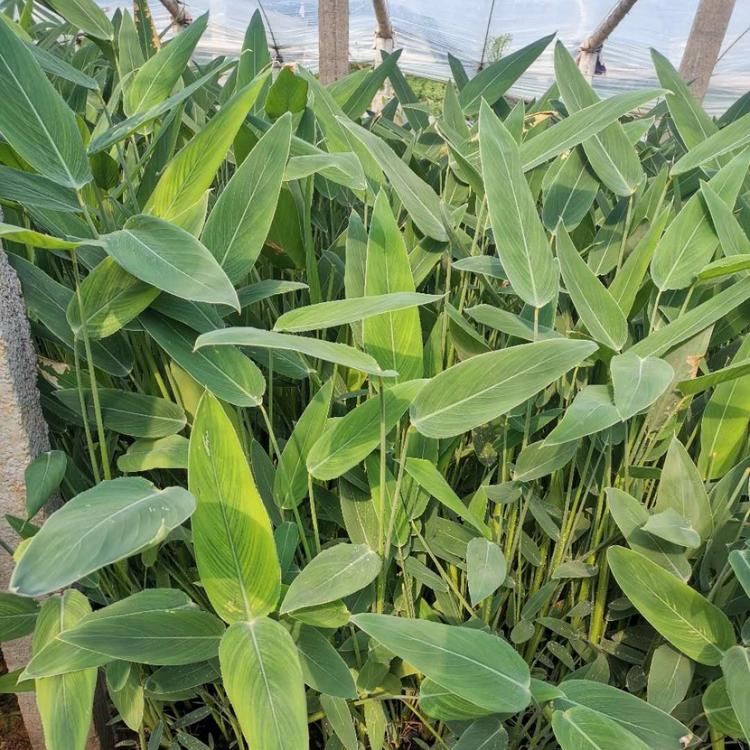水生植物再力花  再力花小苗  报价优惠