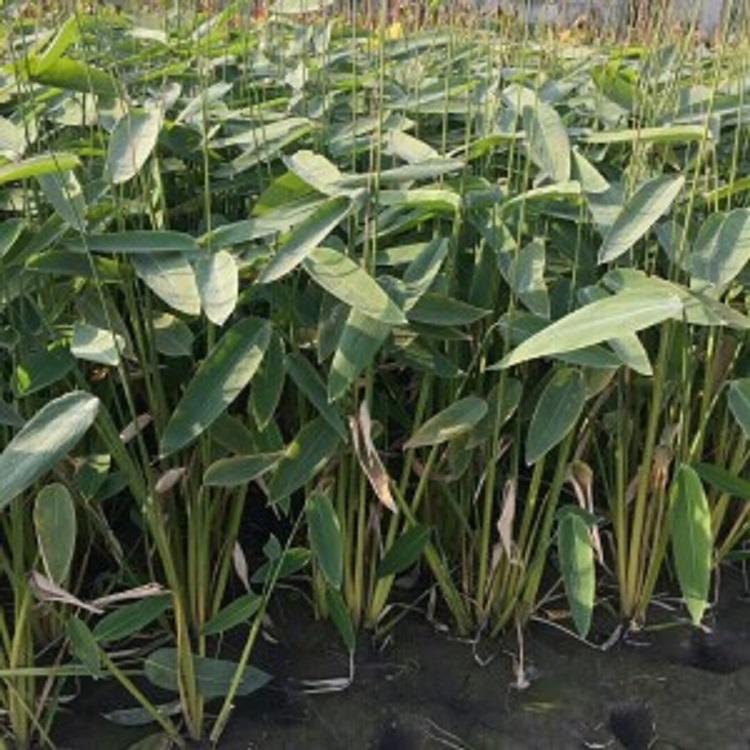 水生植物再力花  再力花价格  基地直发