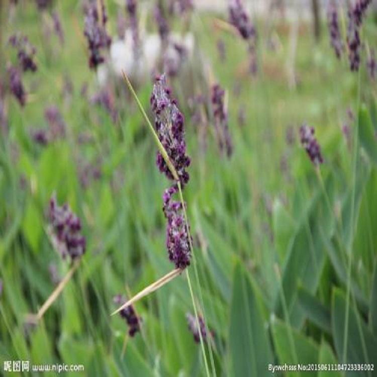 湿地池塘绿化再力花  再力花种植基地  报价优惠