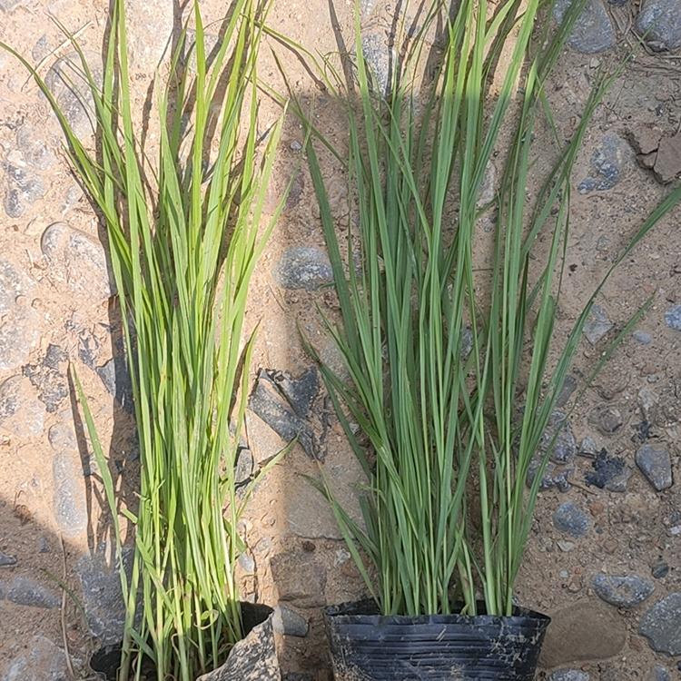 草花基地 狼尾草批发 绿化用苗狼尾草 欢迎选购