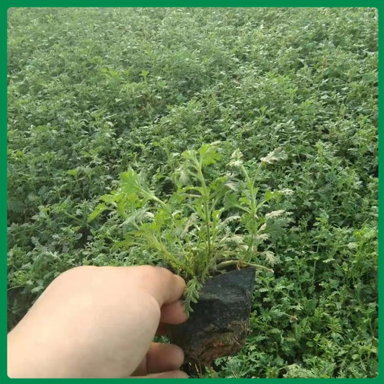 美女樱小苗 基地种植美女樱 美女樱价格 山东美女樱