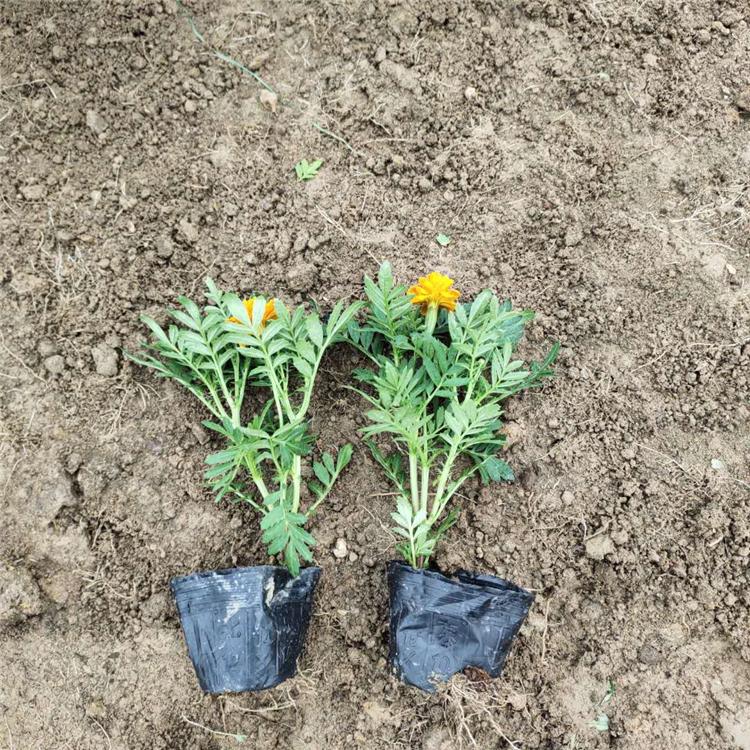 苗圃供应孔雀草 孔雀草种植基地 孔雀草花
