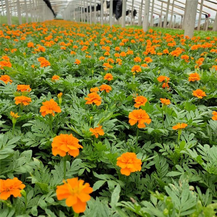 苗圃供应孔雀草 孔雀草报价 一年生孔雀草