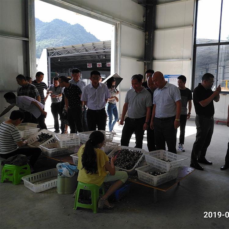 新鲜鸡枞菌原产地供应 白鸡枞菌产地直销野生菌批发
