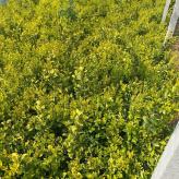 格圣 金森女贞球小苗供应 工程绿化 色块苗木 园林道路栽种